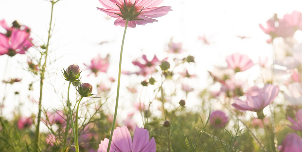 Von Bienen, Blumen und dem Erwachen der Natur: 5 Tipps für erfrischende Frühlings-Fotografie