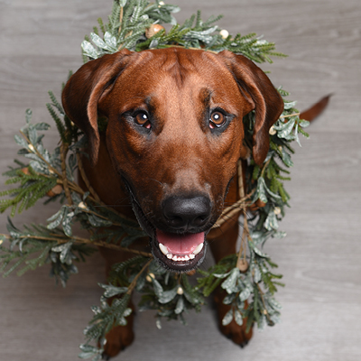 Christmas Fotoshooting