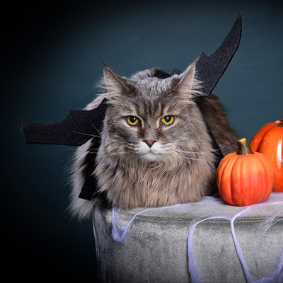 Halloween 2022